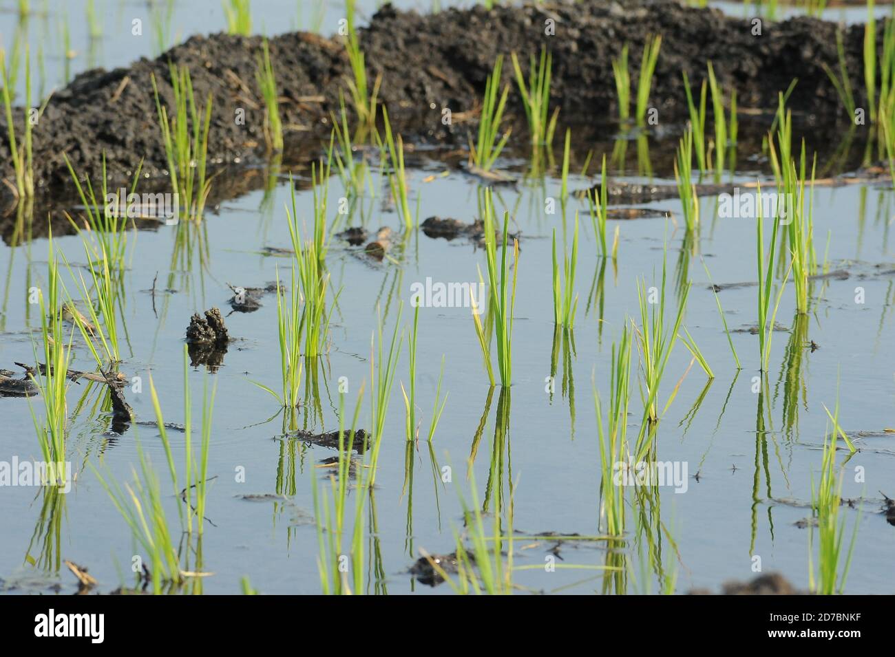 Organic rice growing fields in Morelos, Mexico Stock Photo Alamy