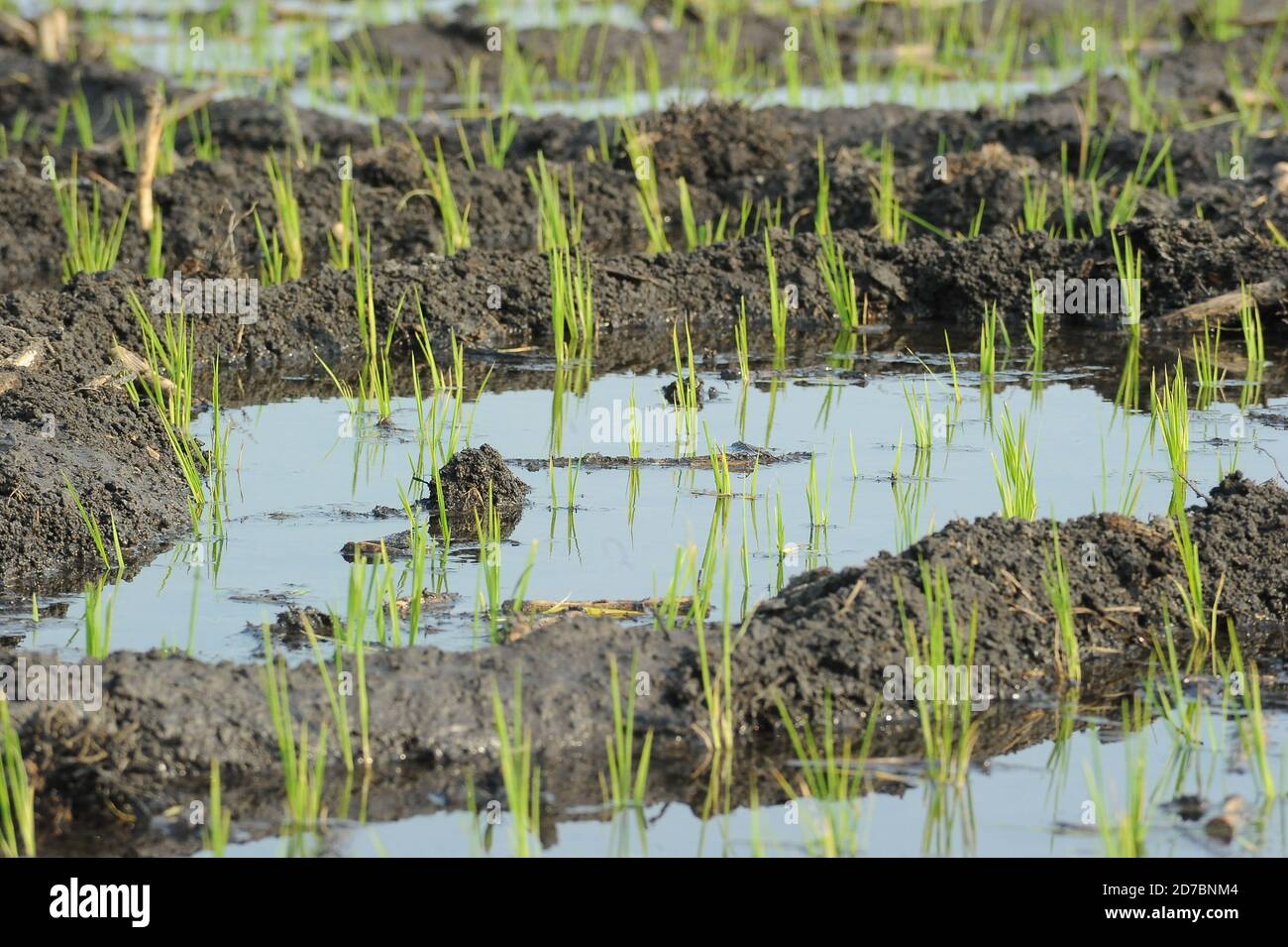 Organic rice growing fields in Morelos, Mexico Stock Photo Alamy