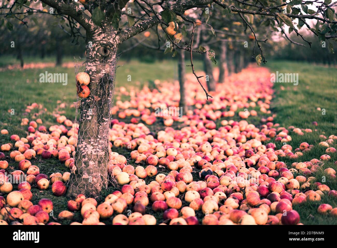 Ripe apples laying on the ground under rows of apple trees in Herefordshire in England in autumn Stock Photo