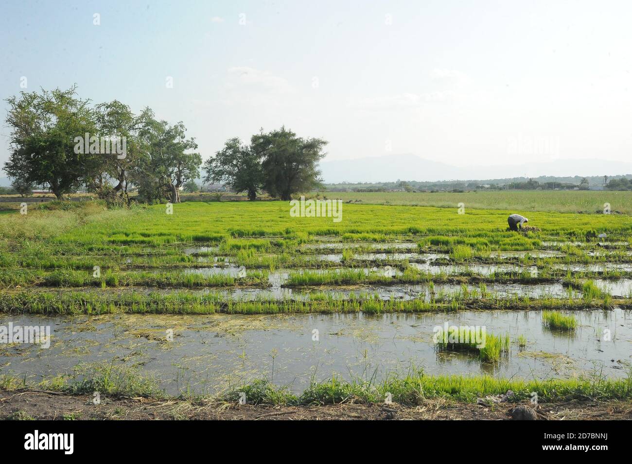 Organic rice growing fields in Morelos, Mexico Stock Photo Alamy