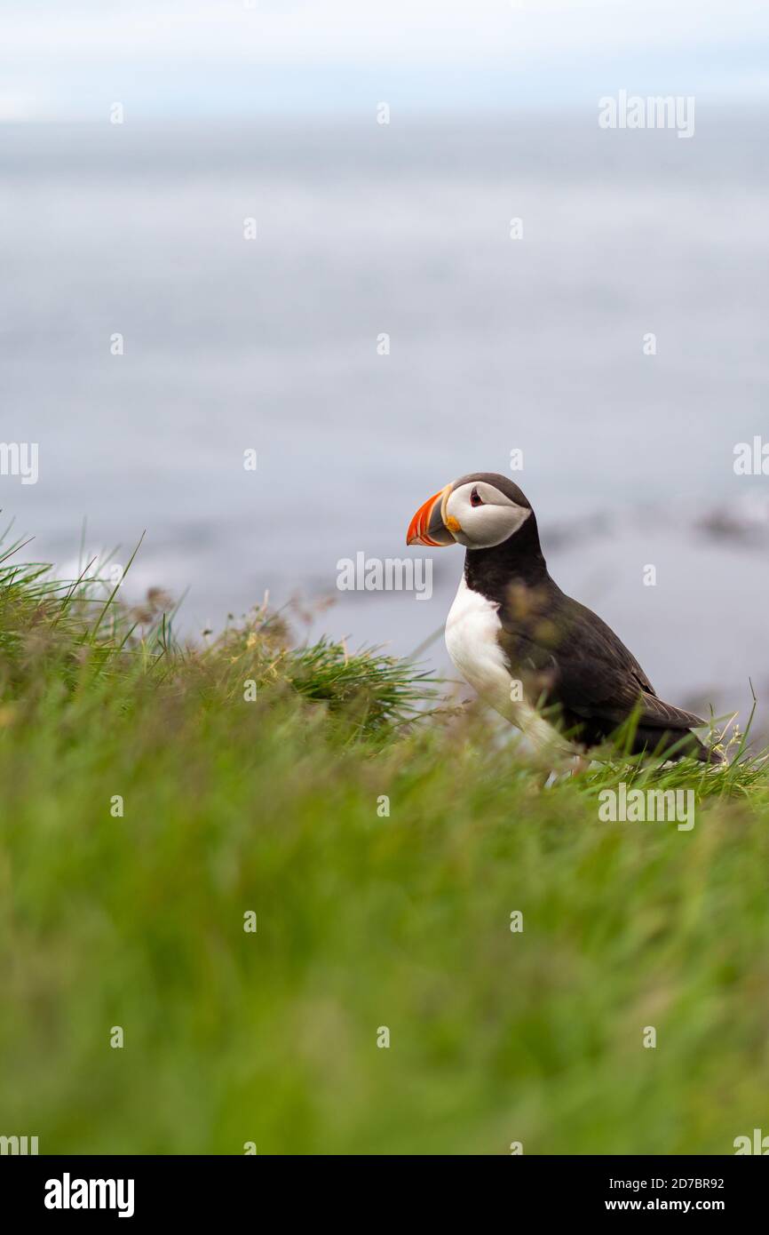 Puffins on the Latrabjarg cliffs, a promontory and the westernmost point in Iceland. Home to millions of puffins, gannets, guillemots and razorbills Stock Photo
