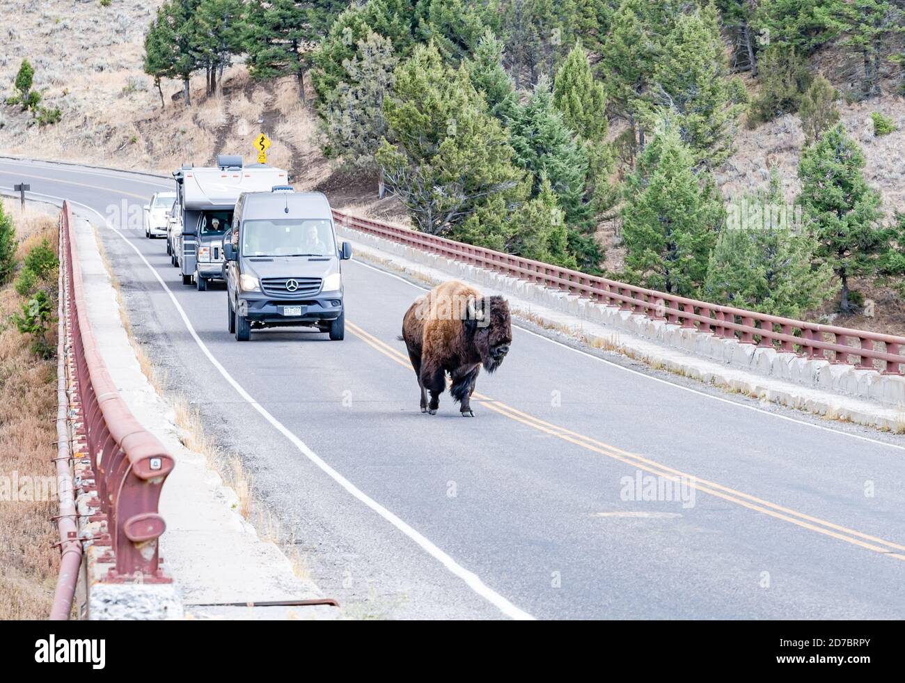 Large bison controls the traffic as he crosses a bridge in Yellowstone National Park, Wyoming Stock Photo