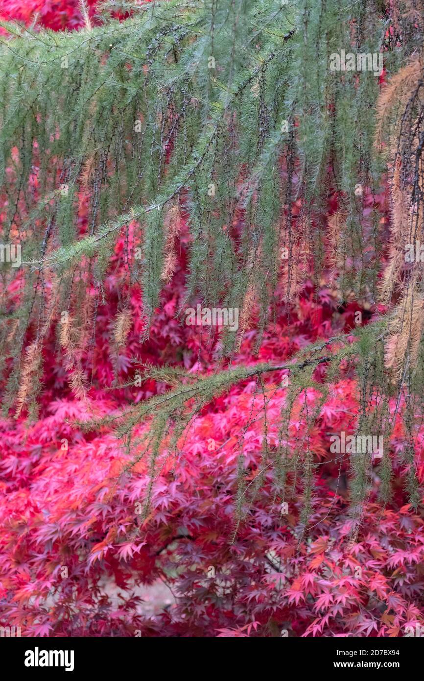 Autumn colours. Acer and maple trees in a blaze of colour, photographed at Westonbirt Arboretum, Gloucestershire, UK in the month of October. Stock Photo