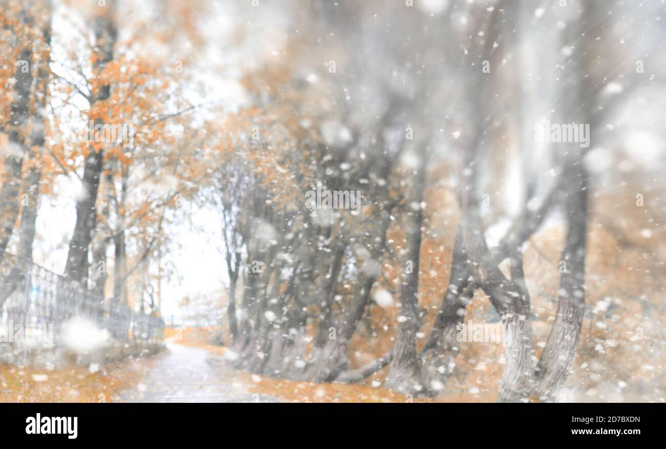 Background autumn park in the first snow Stock Photo - Alamy