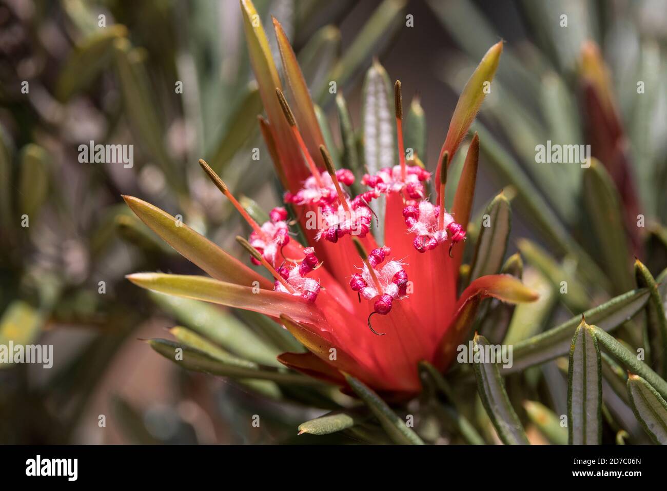 Australian Honey or Mountain Devil flower Stock Photo Alamy