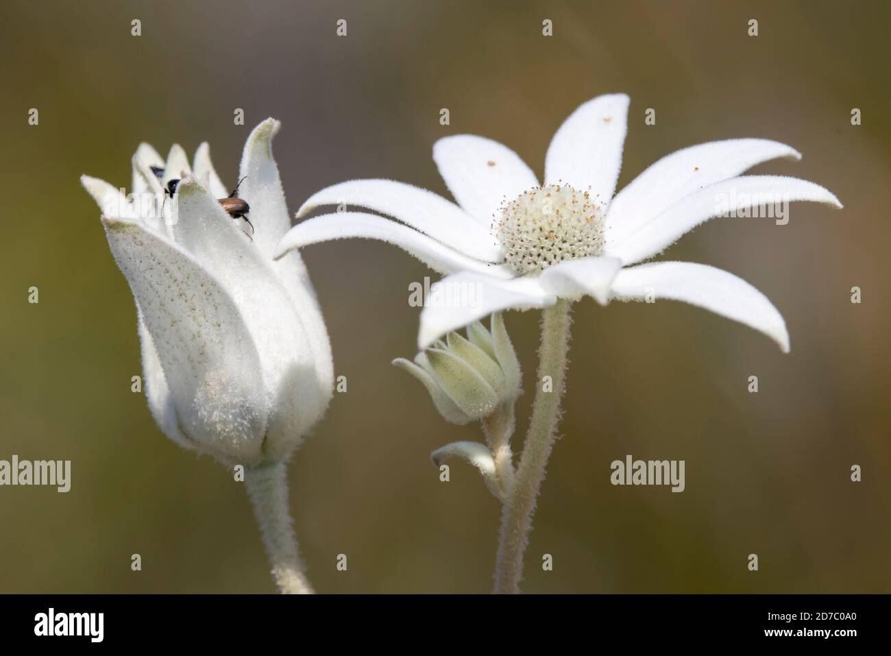 Flannel Flowers with small beetles Stock Photo