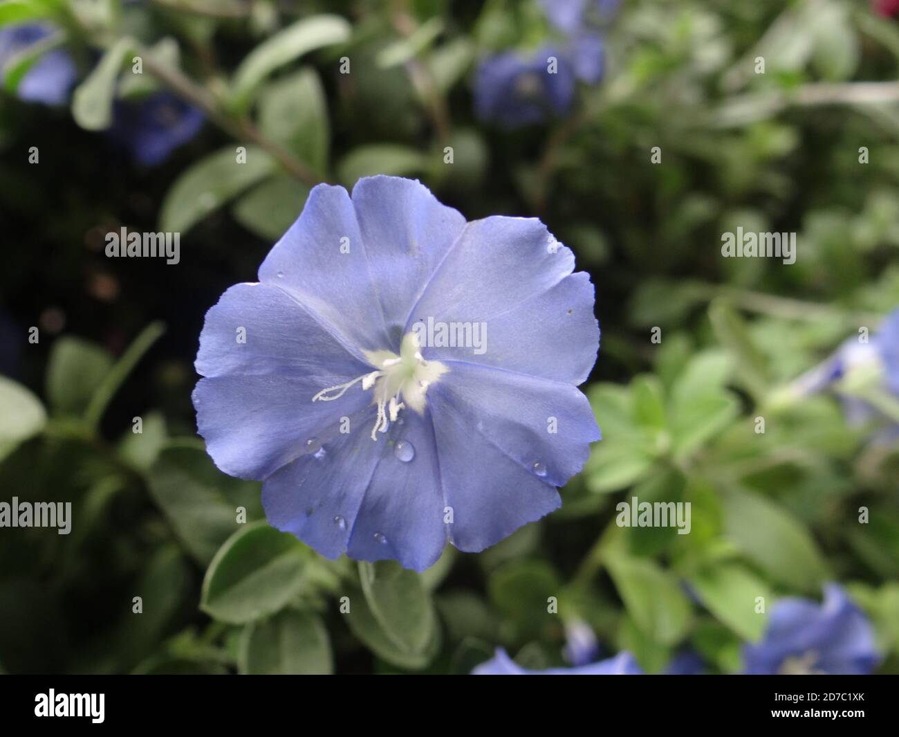 Selective focus shot of blooming Evolvulus flowers in the greenery Stock Photo