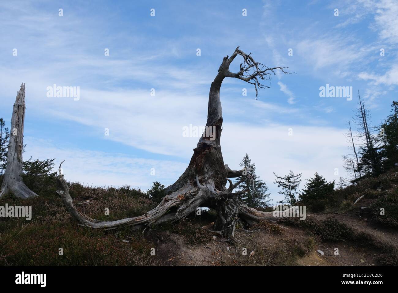 View of dead trees on a hill with thin clouds background Stock Photo