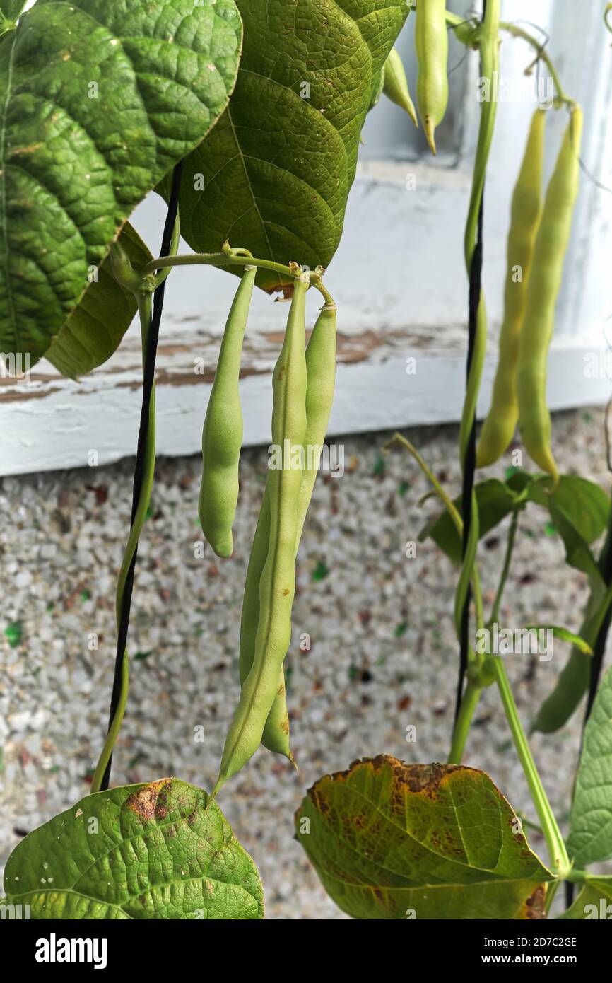 Pole Bean pods climbing and ripening on a string Stock Photo