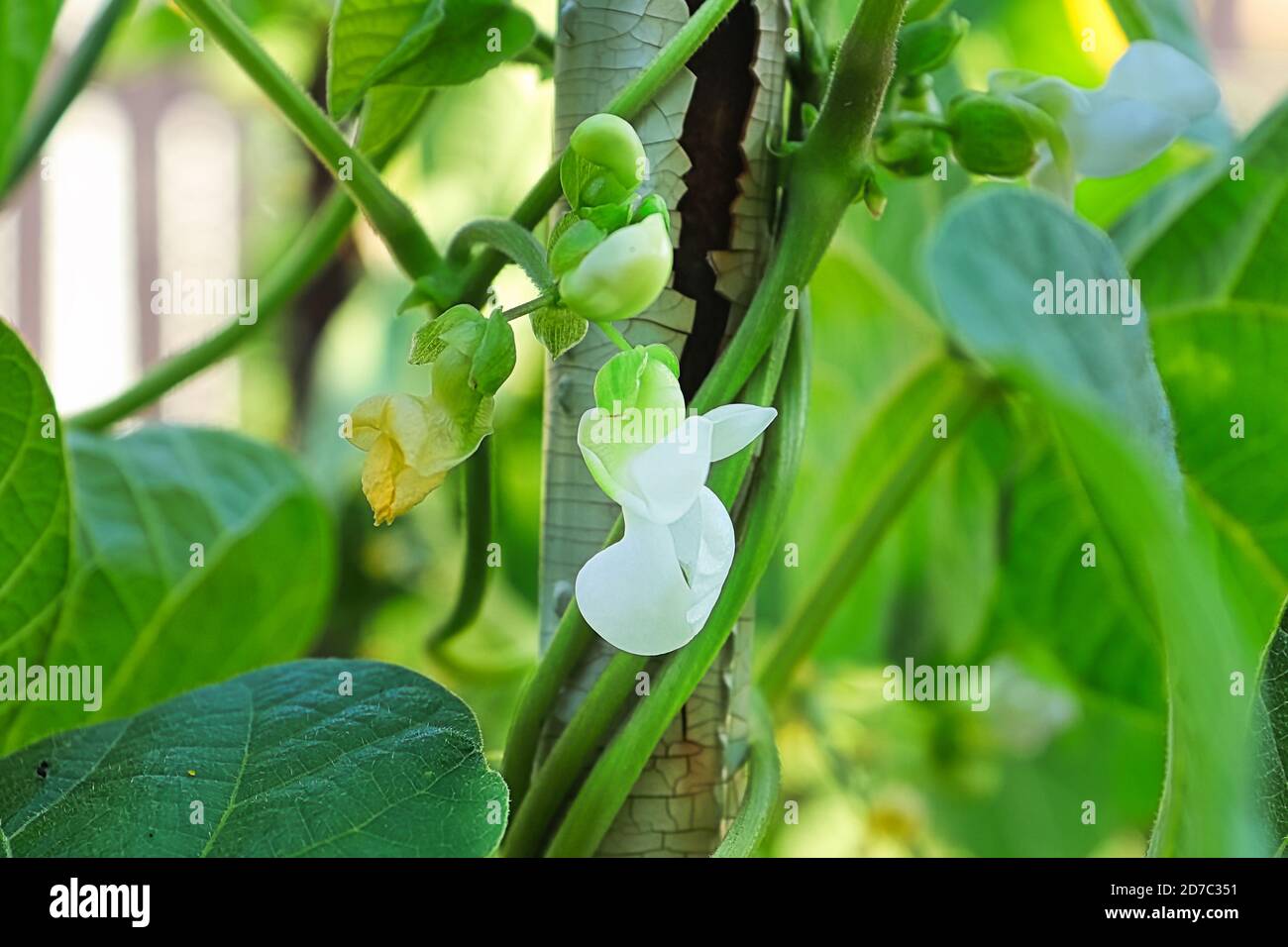 Pole bean plants hi-res stock photography and images - Alamy