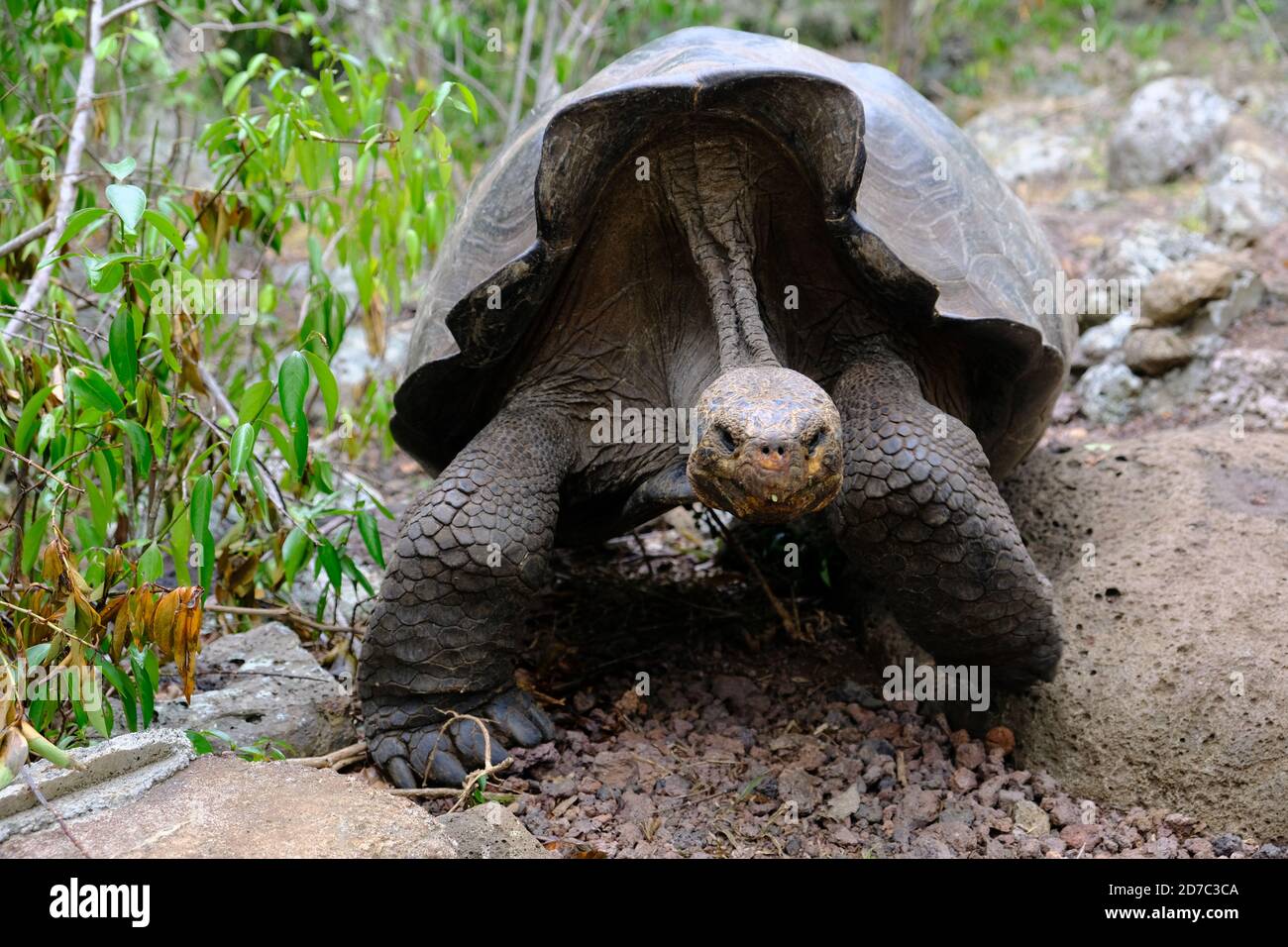 Flora de ecuador hi-res stock photography and images - Alamy