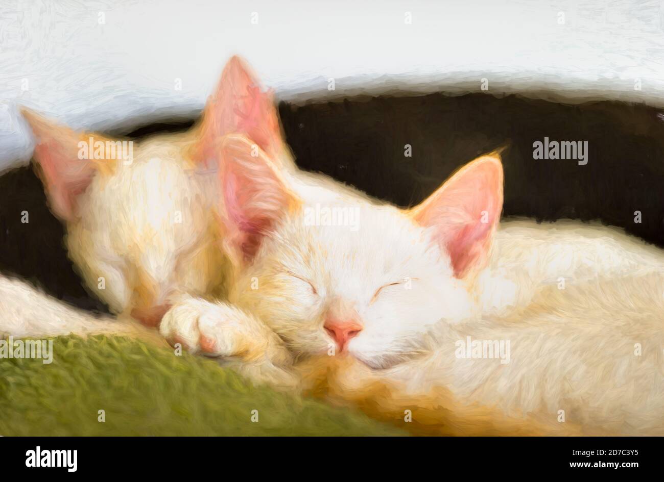 Two Kittens Are Curled Up Sleeping Together in the Middle of the Day Stock Photo