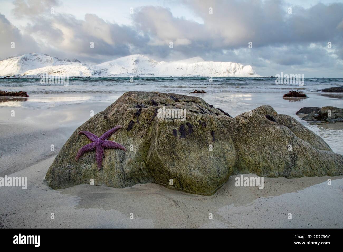 Sea star on the shore in the Lofoten Islands, Norway Stock Photo