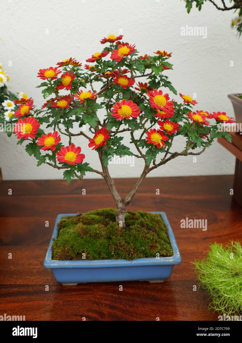 Red and yellow chrysanthemum bonsai tree inside of a ceramic pot Stock  Photo - Alamy