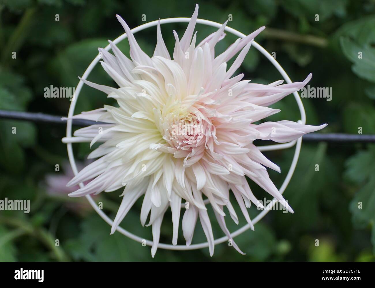 A white spider mum flower inside a metal ring Stock Photo