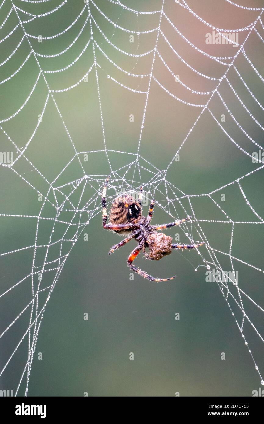 Spotted orb-weaver spider on web with prey Stock Photo - Alamy