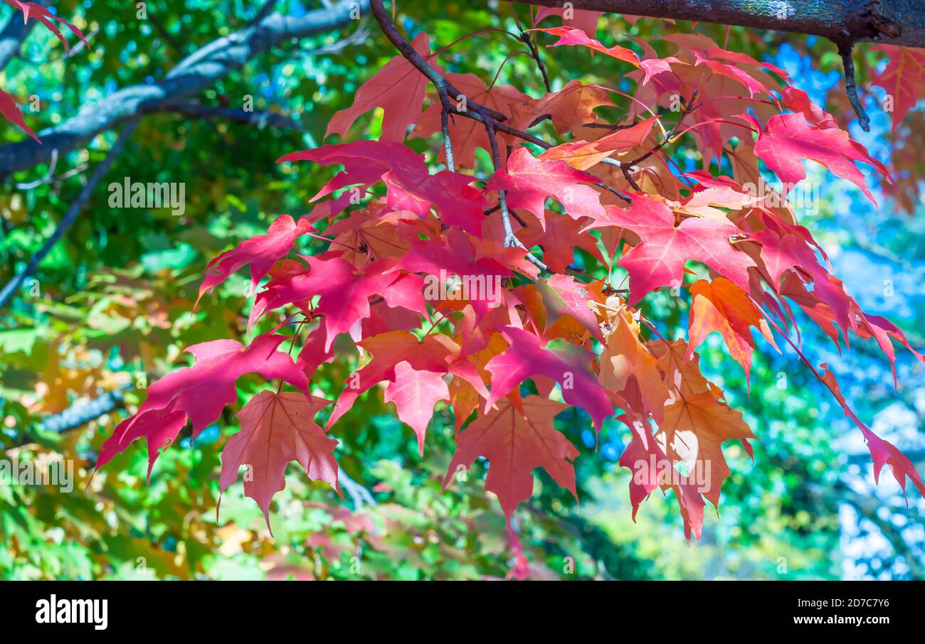 Bright red oak leaves with green leaves in the background in fall on a sunny day in Pittsburgh, Pennsylvania, USA Stock Photo