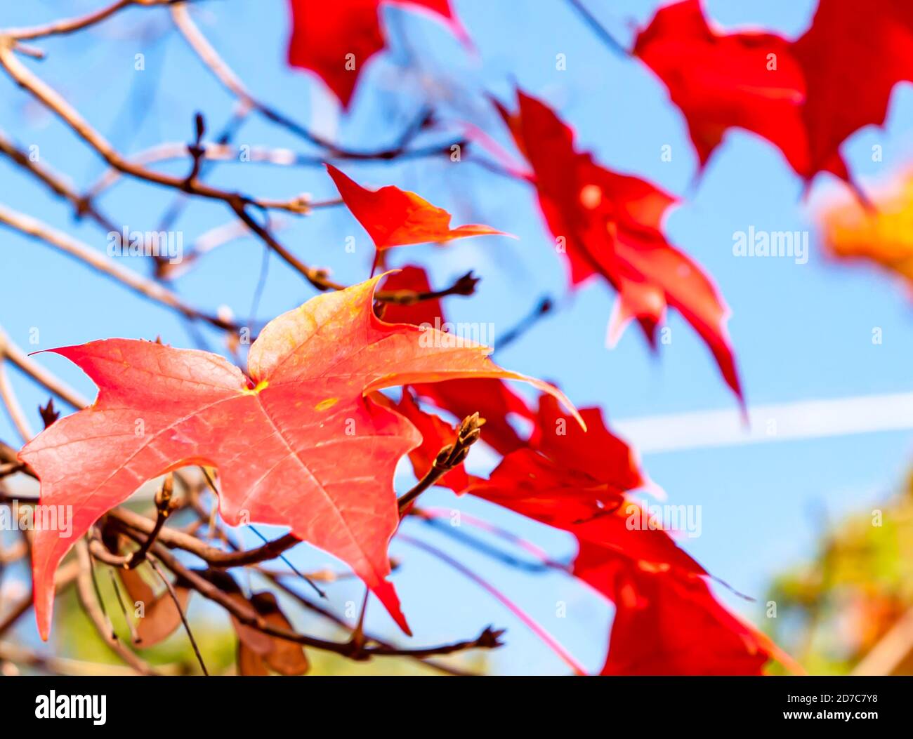 Beautiful fall red oak trees leaves in bright sunlight with a blue sky background in Pittsburgh, Pennsylvania, USA Stock Photo