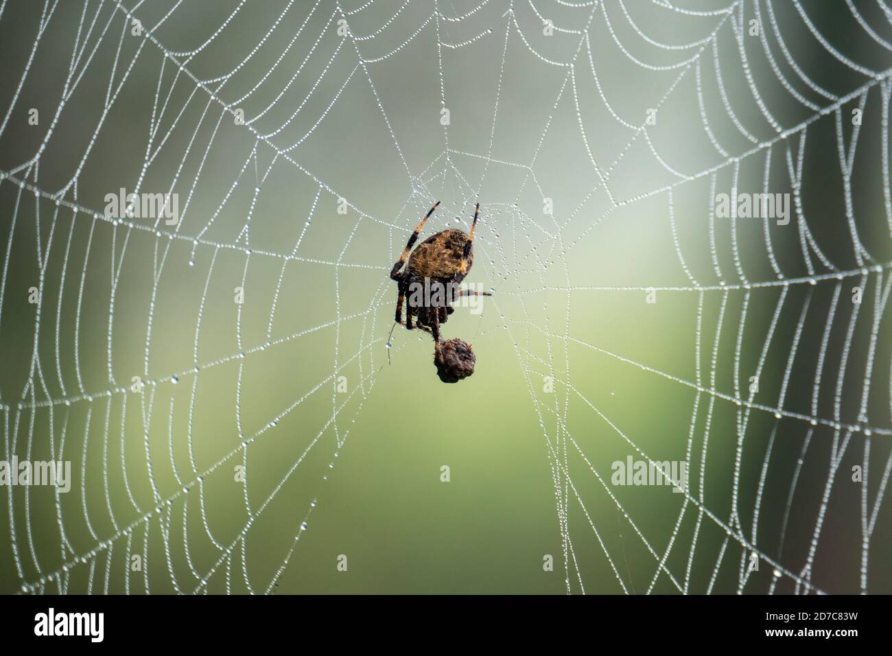 Spotted orb-weaver spider on web with prey Stock Photo - Alamy