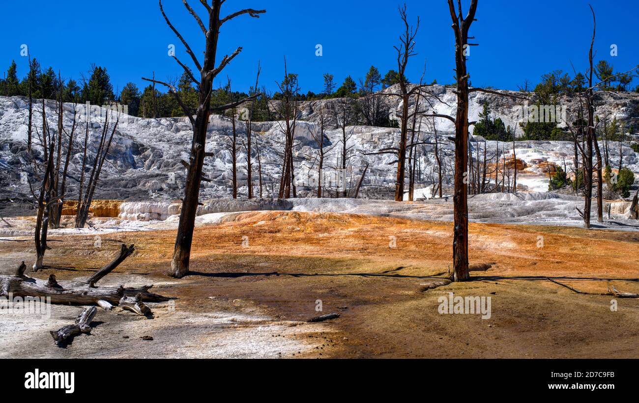 Angel Terrace on Upper Terrace Loop Drive at Mammoth Hot Springs, Yellowstone National Park, Wyoming, USA Stock Photo
