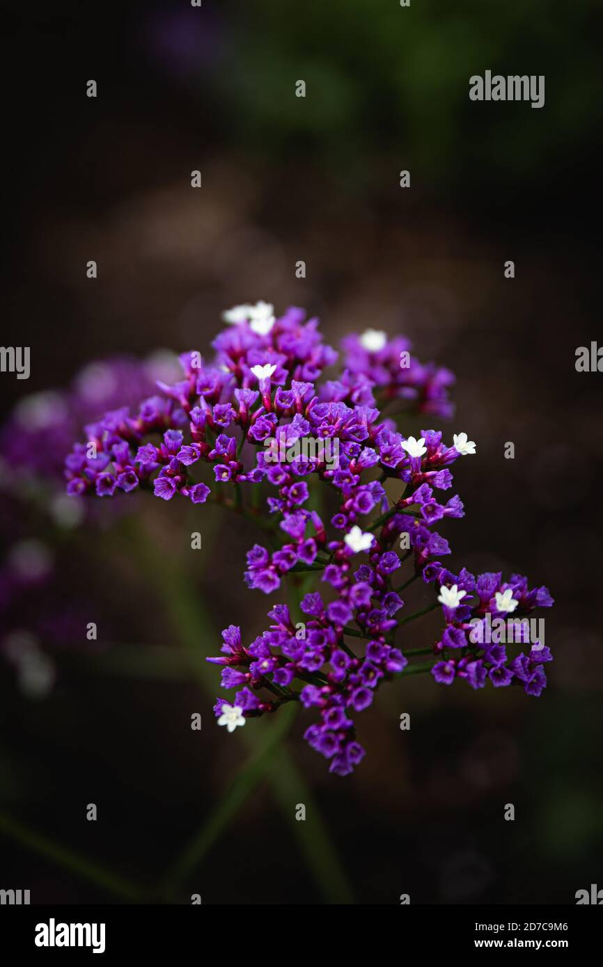 Purple flowers Stock Photo