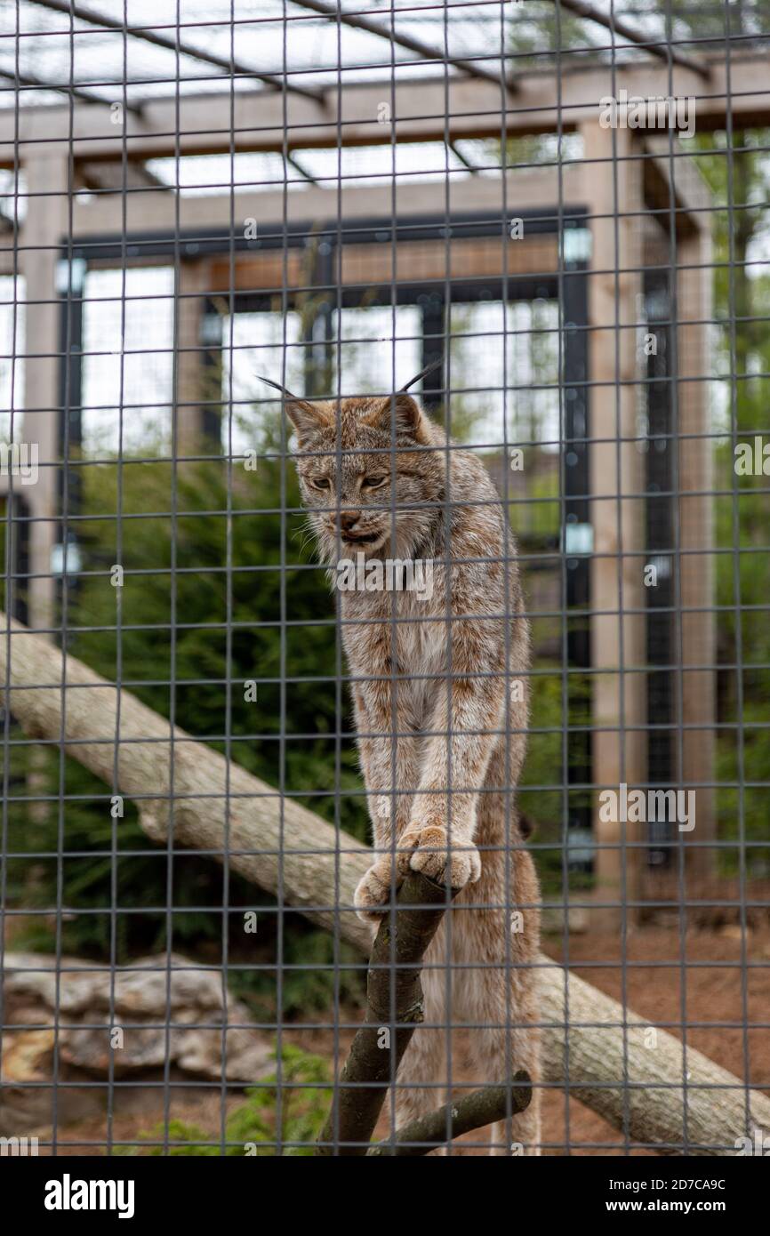 A Canada lynx stands on a log inside his enclosure at the Fort Wayne Children's Zoo in Fort Wayne, Indiana, USA. Stock Photo