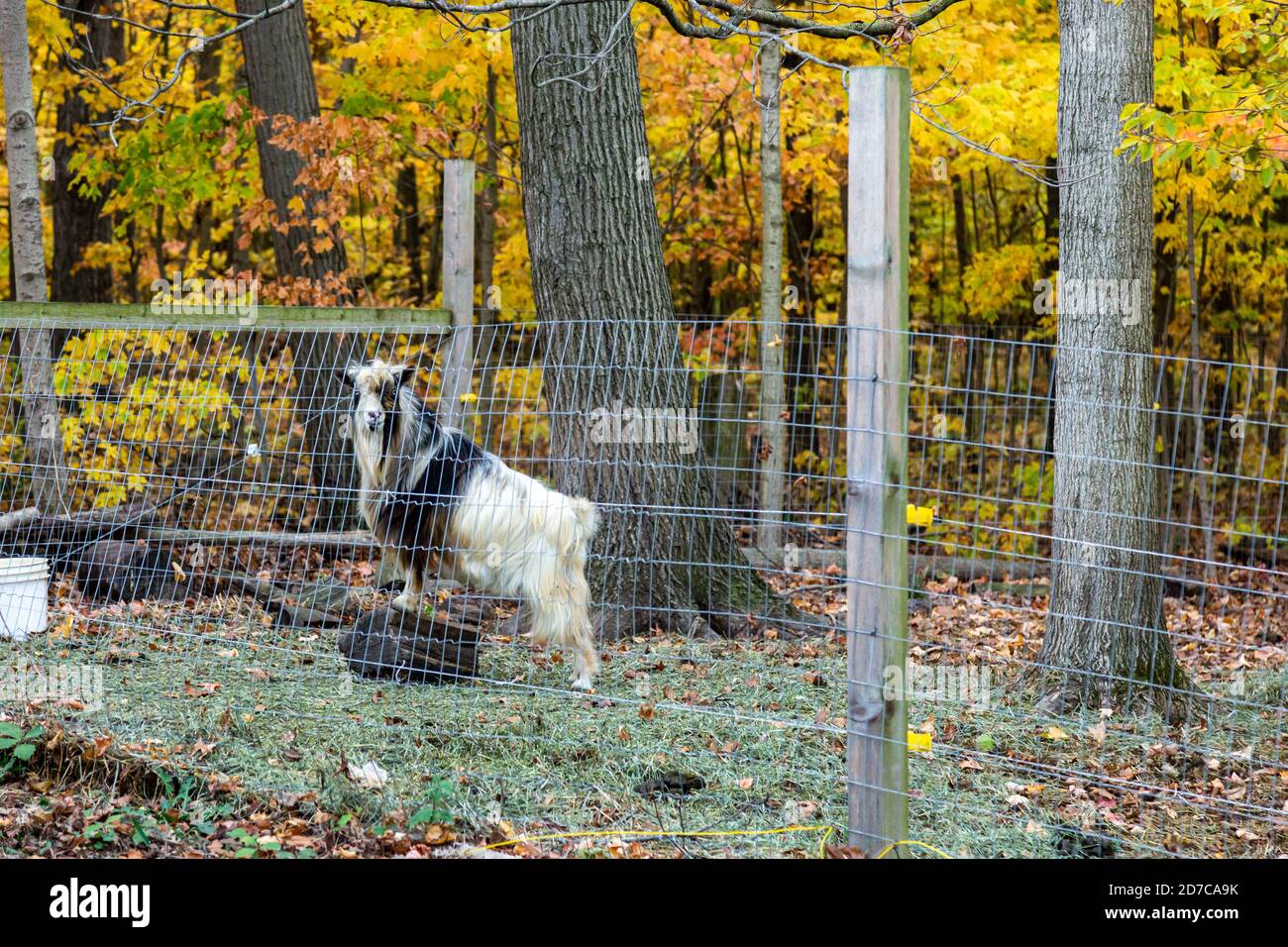 A Nigerian Dwarf Goat (Billy goat) stands on a log inside the fence at