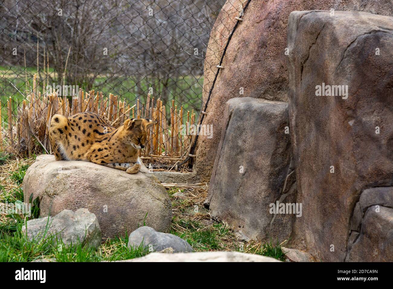 A serval rests on a rock in his enclosure at the Fort Wayne Children's Zoo. Stock Photo