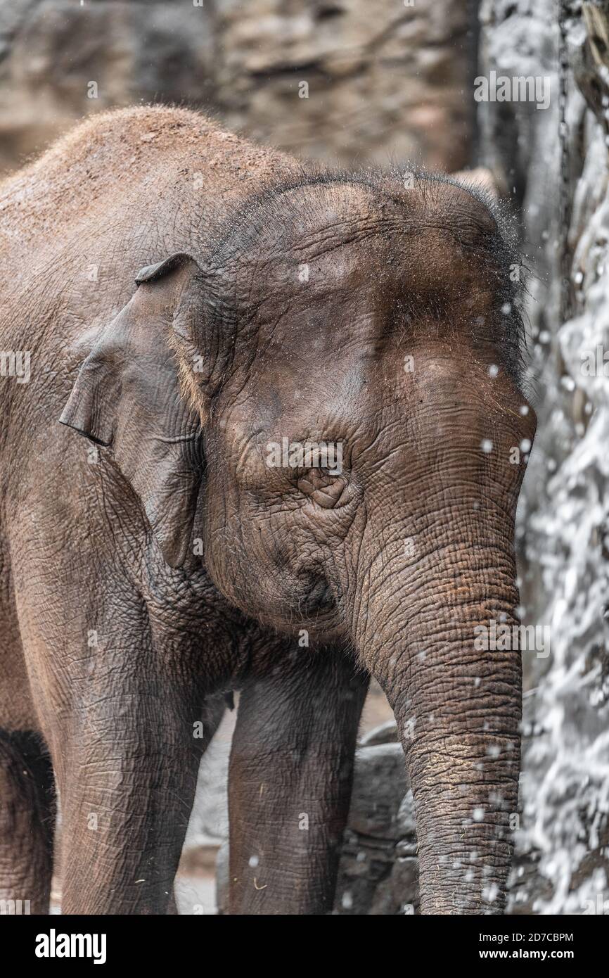 Asian Elephant drinking from waterfall bathing in zoo Stock Photo
