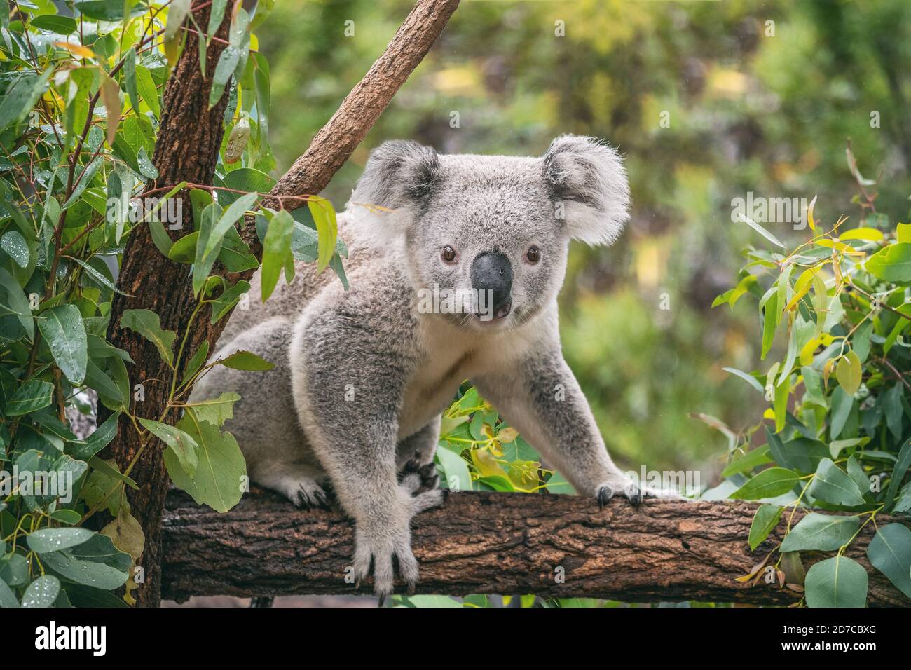 Koala on eucalyptus tree outdoor in Australia Stock Photo Alamy