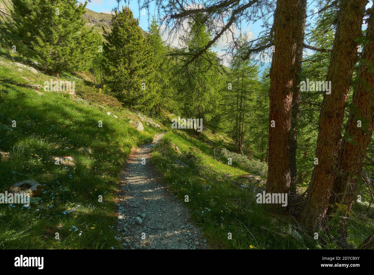 Beautiful shot pathway forest hi-res stock photography and images - Alamy