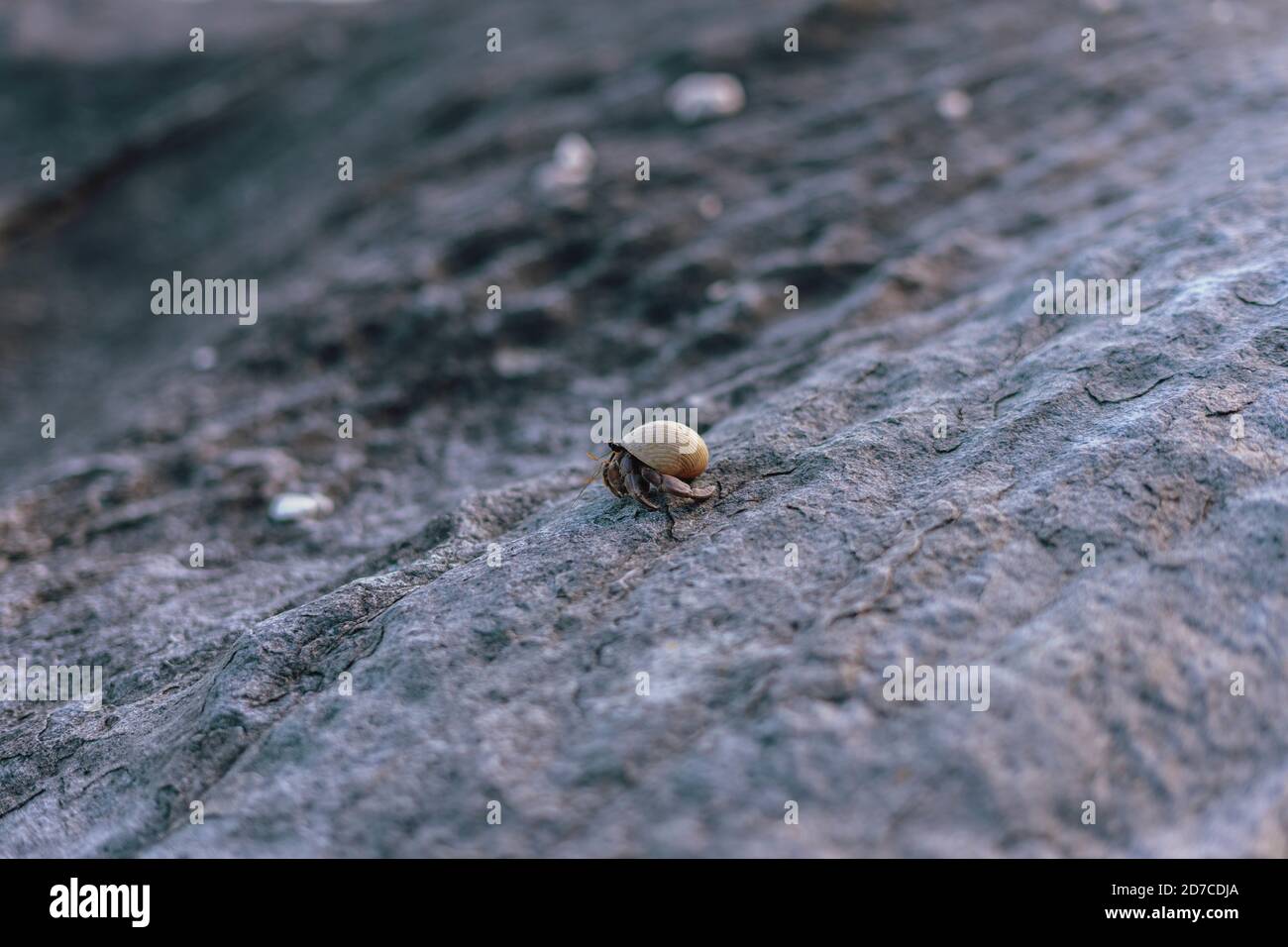 Macro shot hermit crab hi-res stock photography and images - Alamy