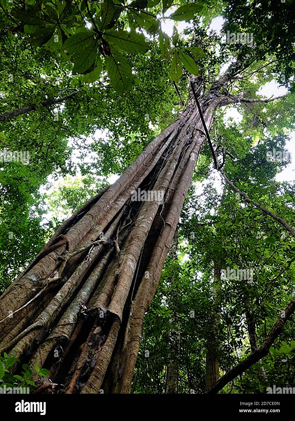 The tropical rainforest in southeast asia have the irvingia are big tree Stock Photo
