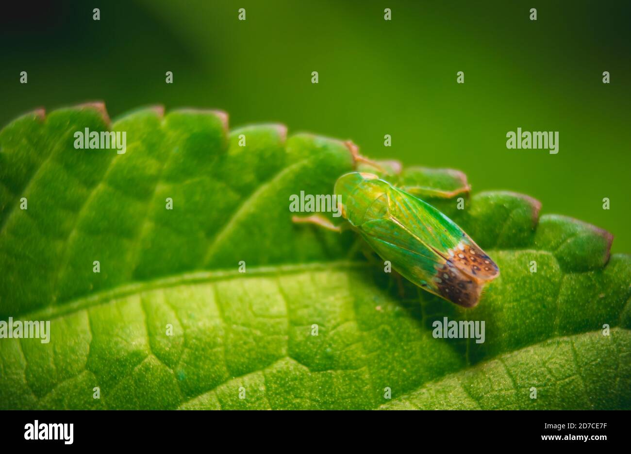 Green leaf insect on Green Leafs. Insects / Bugs - Leaf insect (Phyllium bioculatum) or Walking leaves. Macro image of a beautiful Leaf Insect, Sabah, Stock Photo