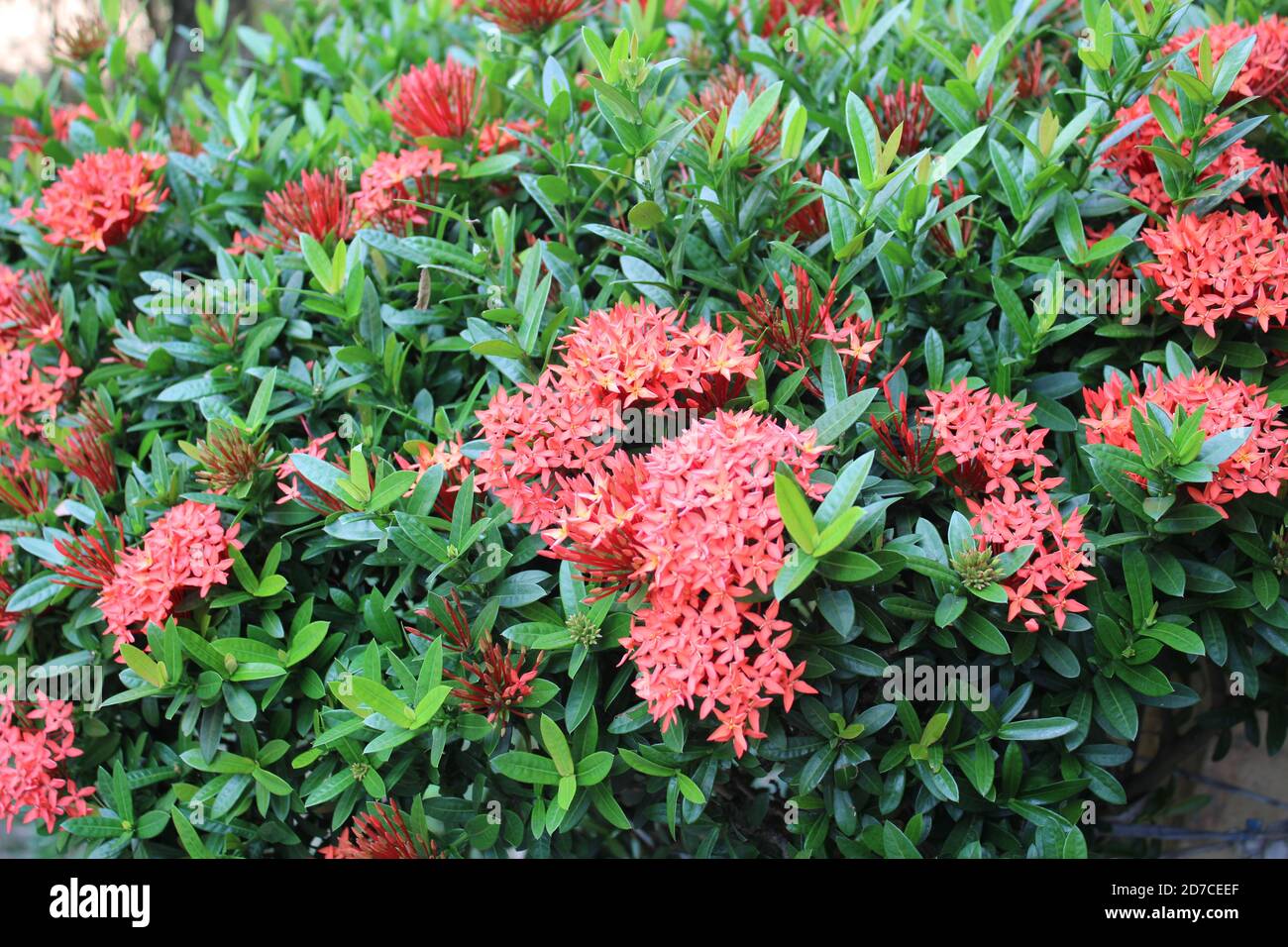Beautiful Ixora Coccinea flower images Stock Photo