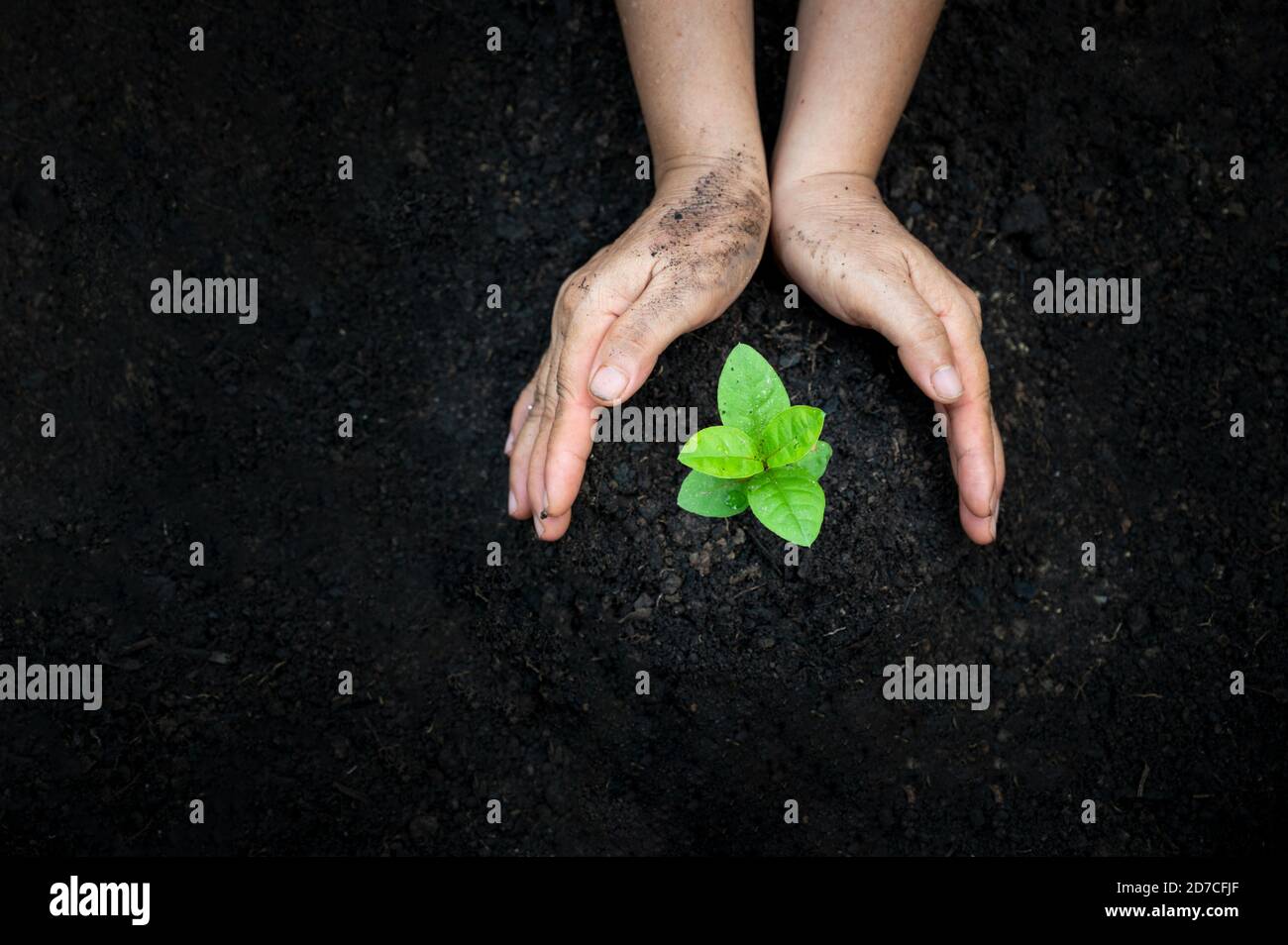 hand Watering plants tree mountain green Background Female hand holding tree on nature field grass Forest conservation concept Stock Photo