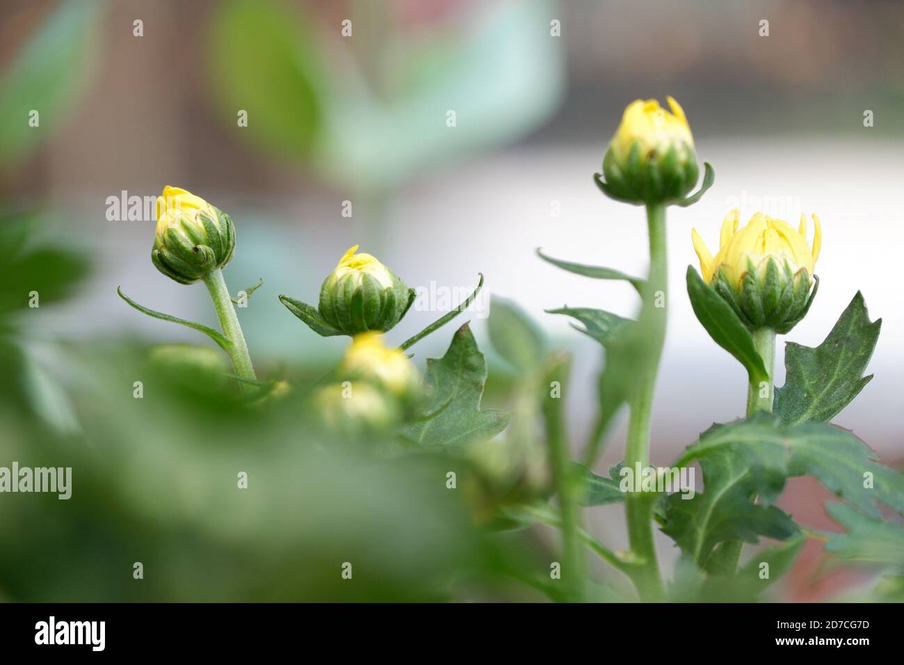 yellow chrysanthemum flower buds in isolated garden blur background Stock Photo