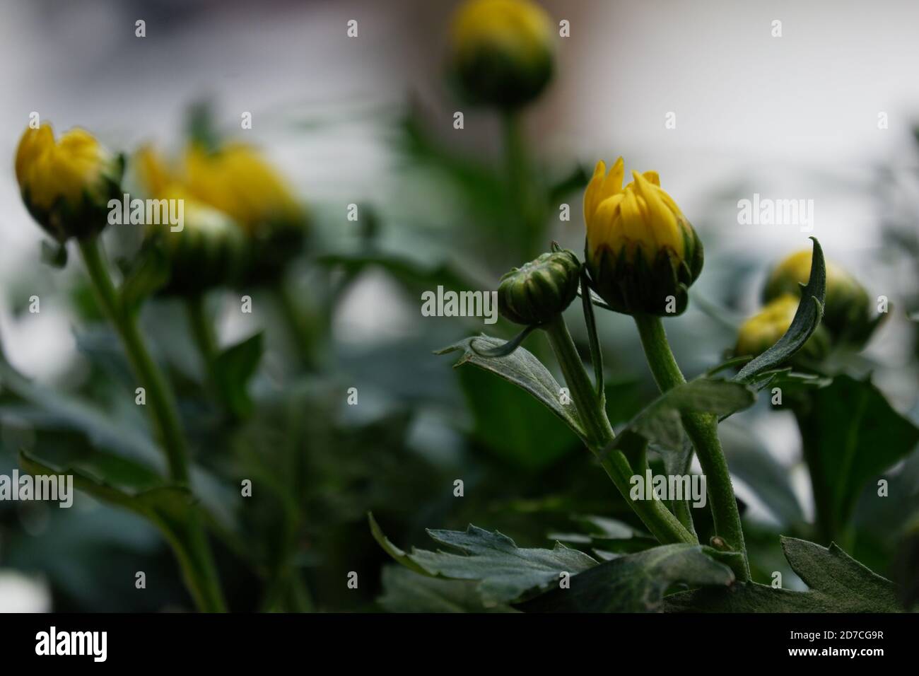 yellow chrysanthemum flower buds in isolated garden blur background Stock Photo
