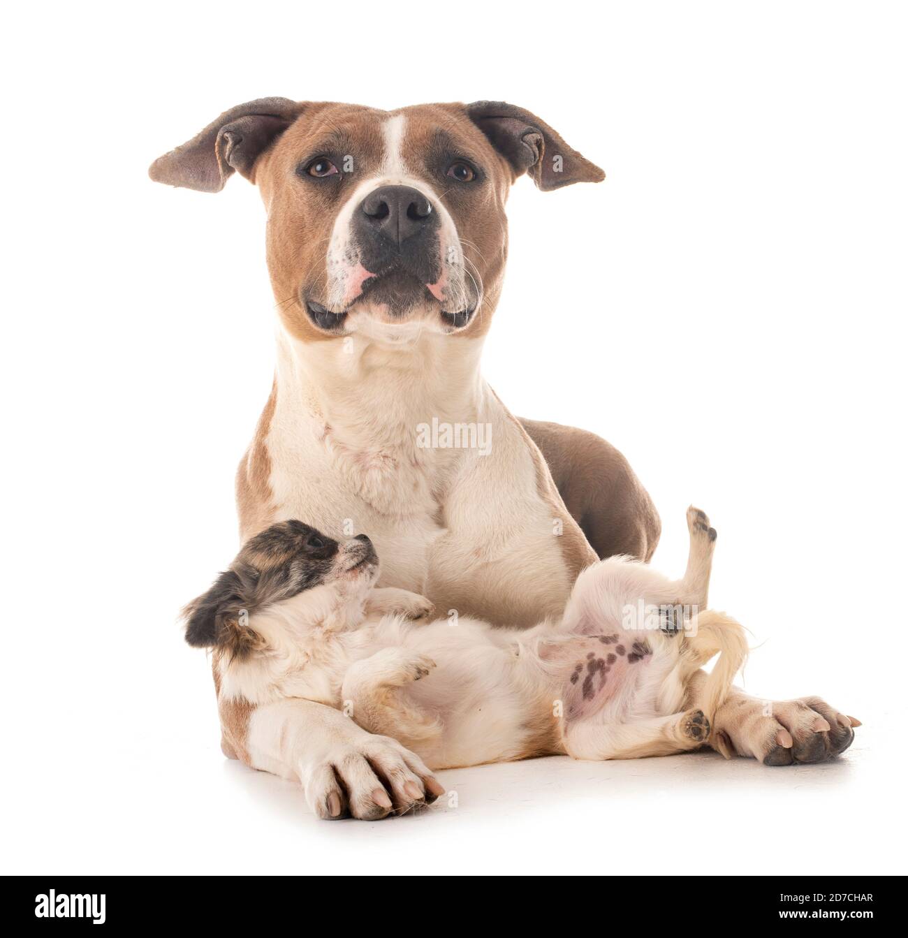 american staffordshire terrier and chihuahua in front of white ...