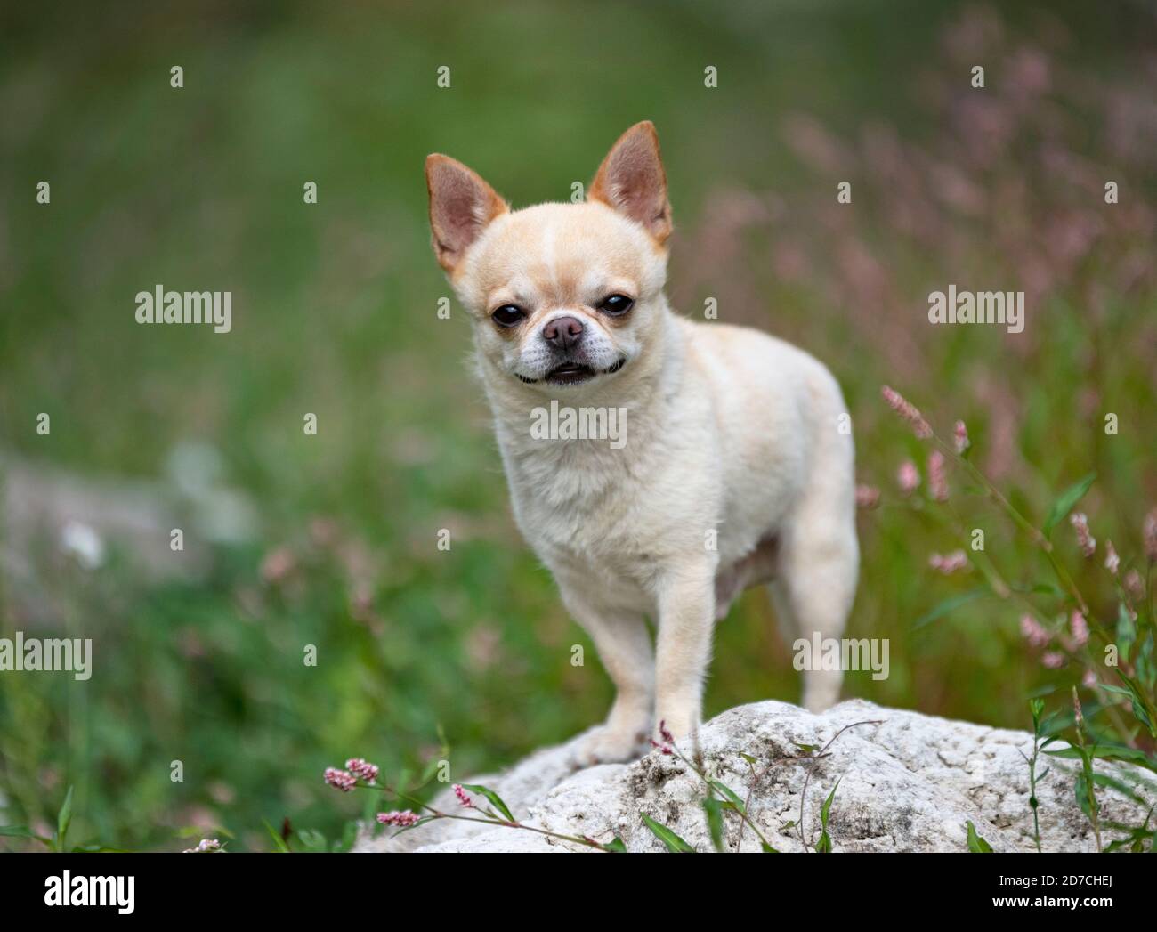 little chihuahua walking free in the nature Stock Photo - Alamy