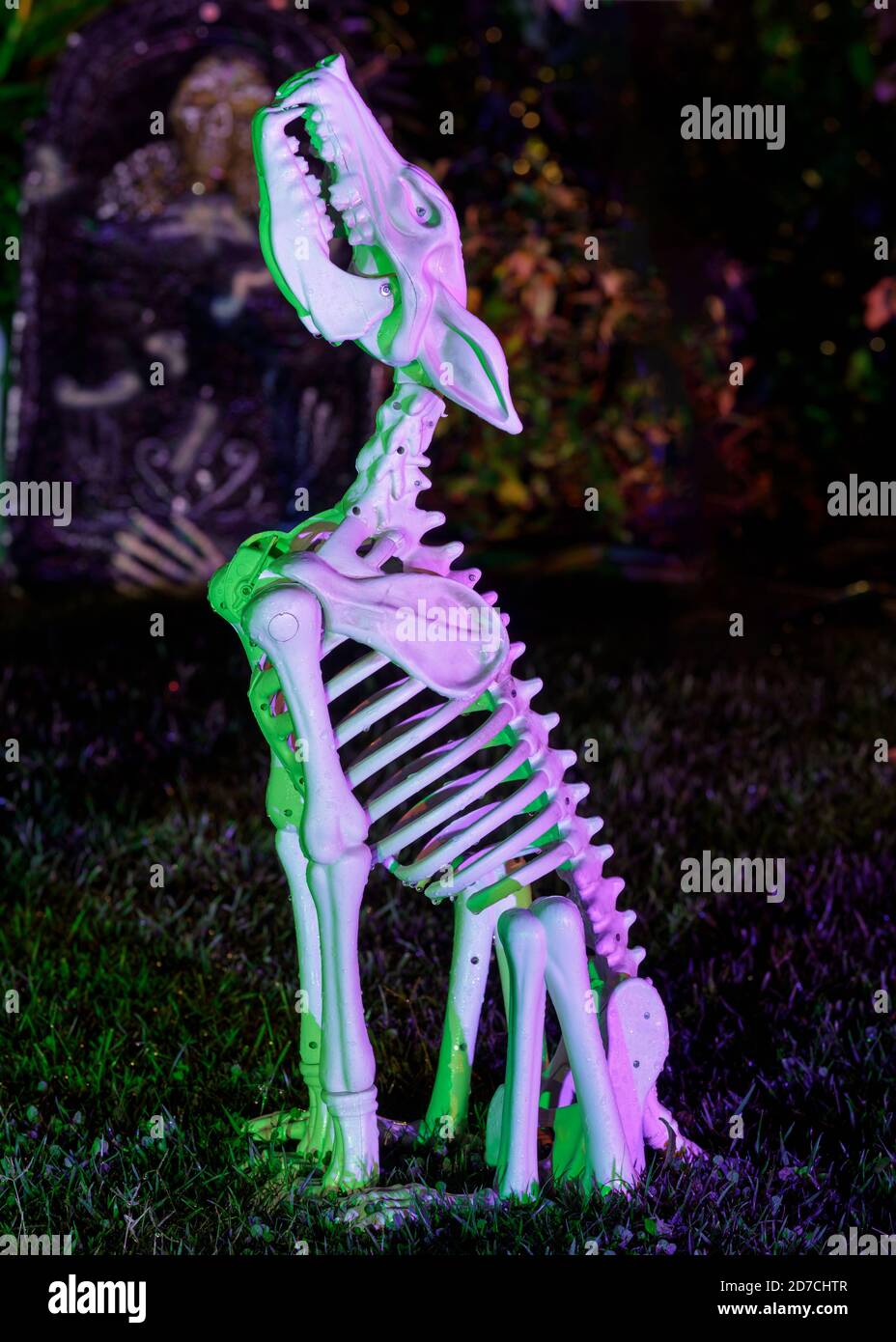 Howling Dog Skeleton Glowing at the Dark decorating Halloween Stock Photo