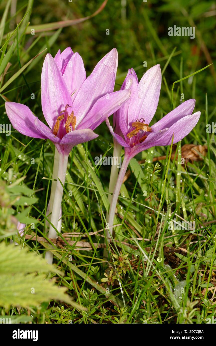 Meadow Saffron - Colchicum autumnale, two flowers in wet grass Stock Photo