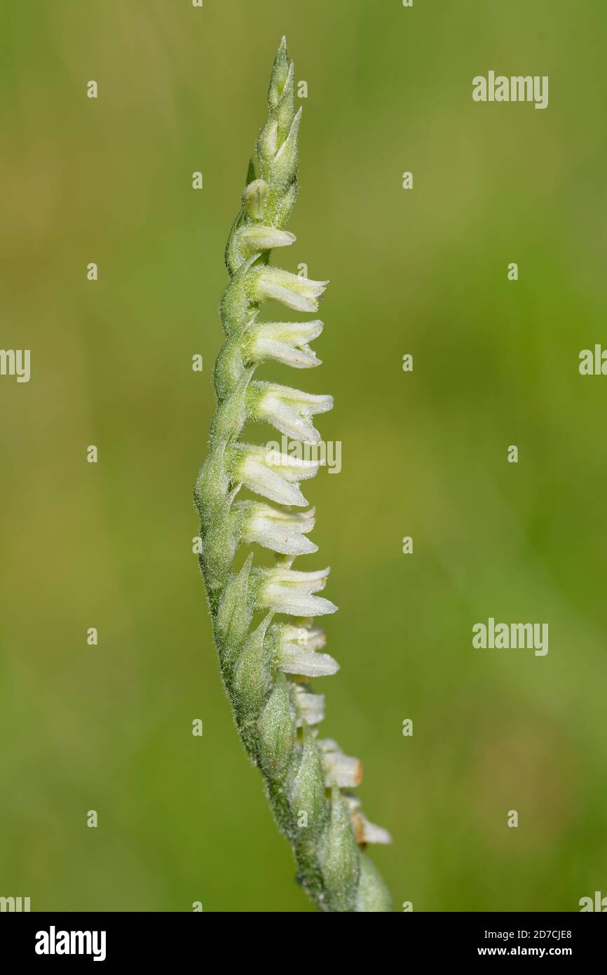 Autumn Ladys Tresses - Spiranthes spiralis, late summer flowering orchid of limestone grassland Stock Photo