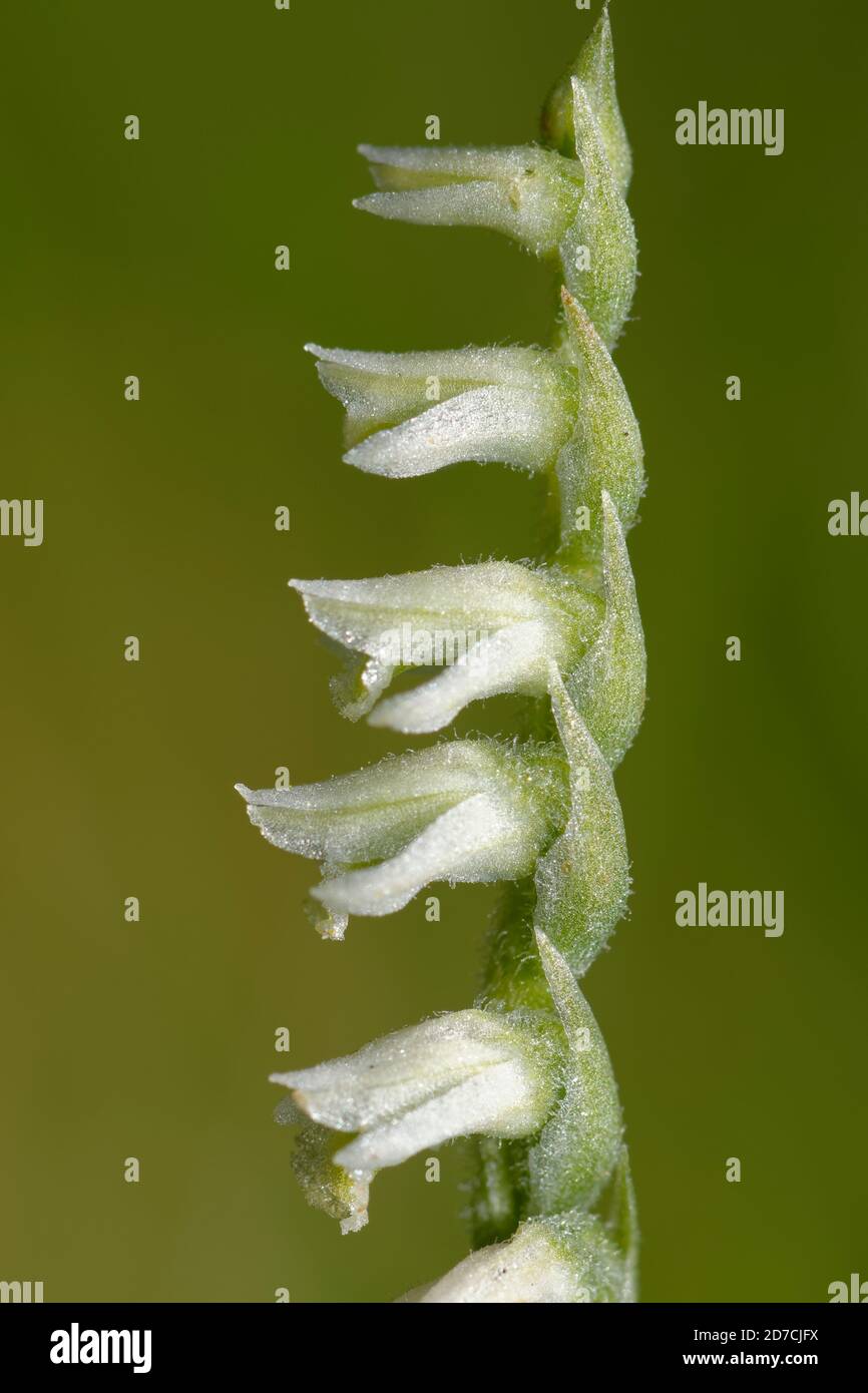 Autumn Ladys Tresses - Spiranthes spiralis, closeup of flower spike Stock Photo