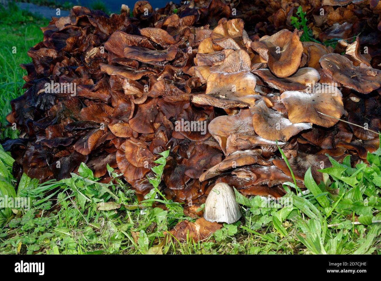 Large clump of mature Honey Fungus - Armillaria mellea on old tree stump Stock Photo