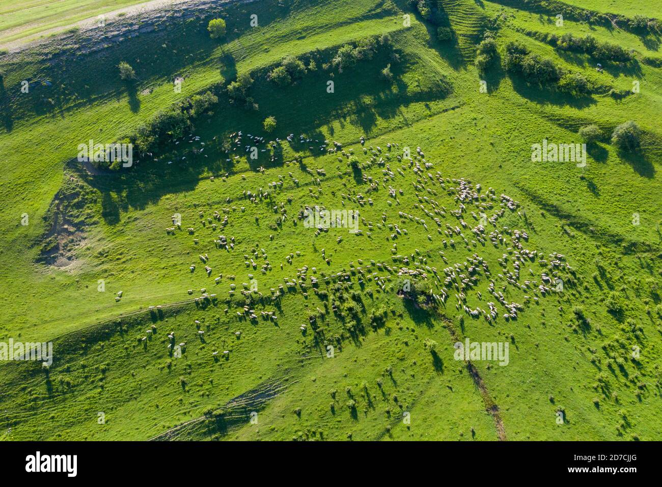 Aerial drone view of herd of sheep grazing in green meadow Stock Photo ...