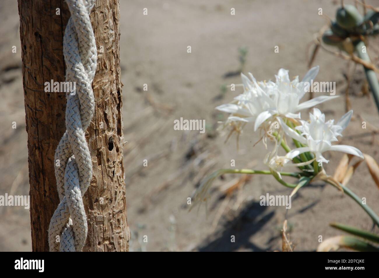 marine rope hanged on wooden pole in the sand and some white wild  lily flowers  aside on a beach in Basilicata South Italy in summer time Stock Photo