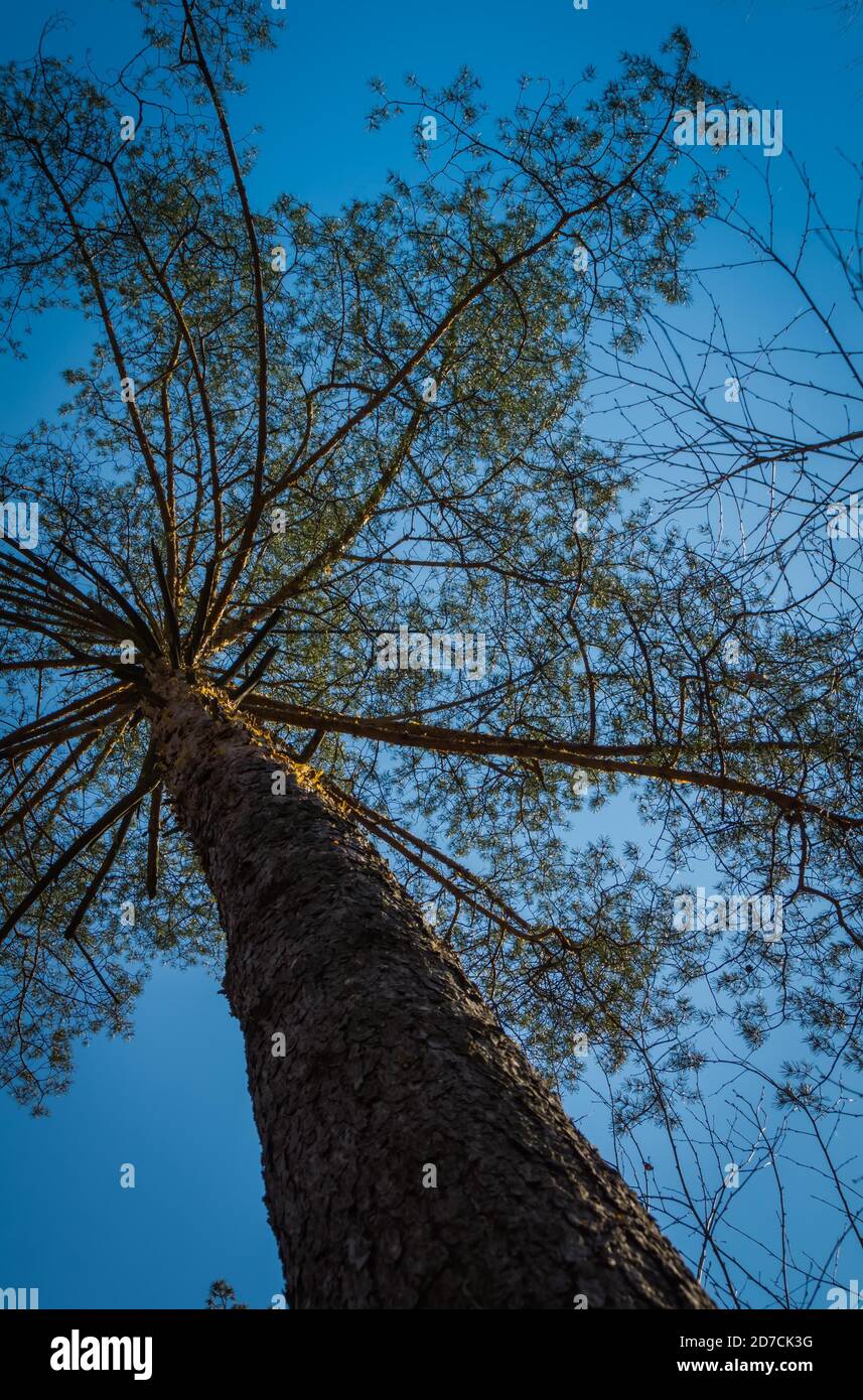 Big pine tree tops over clear blue sky background Stock Photo - Alamy