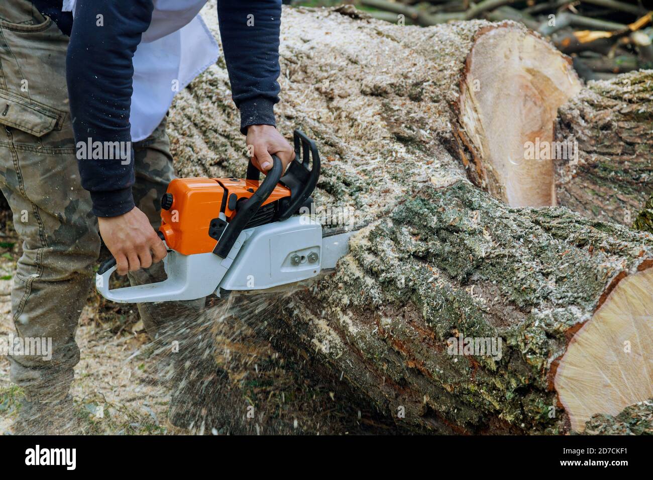 Cut tree after storm hi-res stock photography and images - Alamy