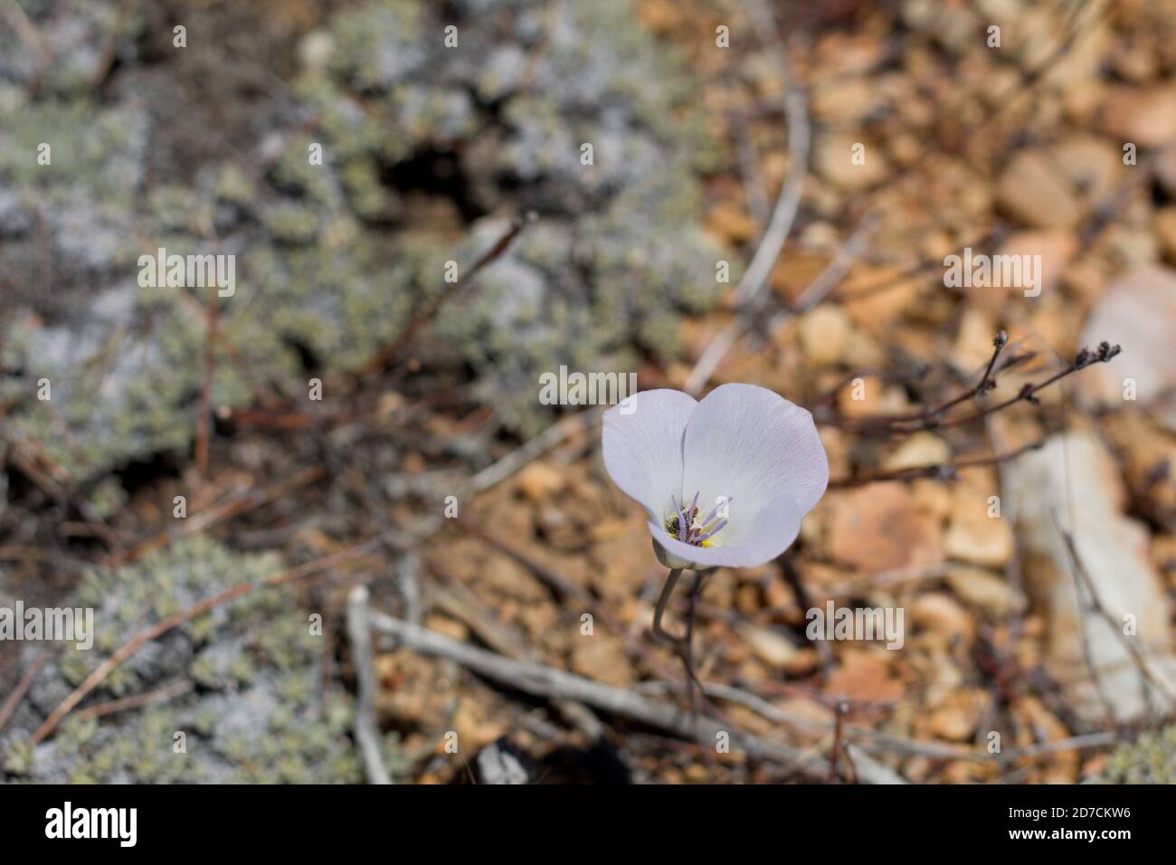 Purple bloom, Plain Mariposa Lily, Calochortus Invenustus, Liliaceae, native perennial, Baldwin Lake Reserve, San Bernardino Mountains, Summer. Stock Photo